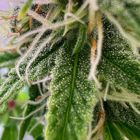 Jan-Sascha Schmidt growlog timeline photo