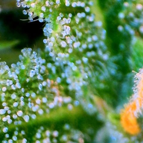 Jan-Sascha Schmidt growlog timeline photo