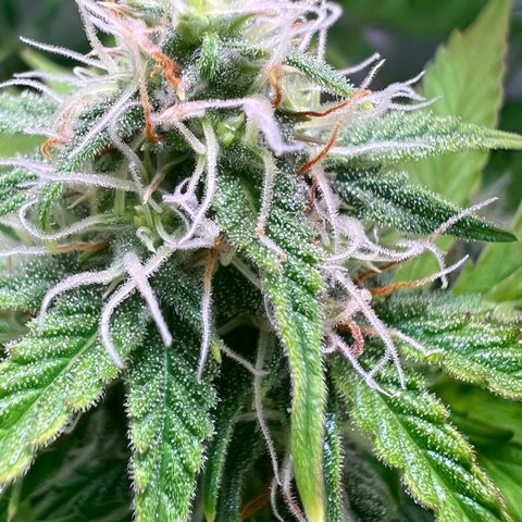 Jan-Sascha Schmidt growlog timeline photo