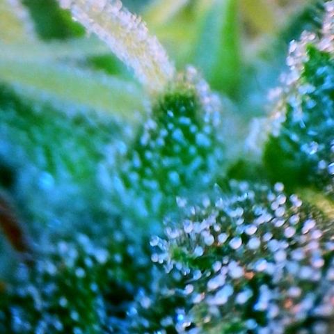 Jan-Sascha Schmidt growlog timeline photo