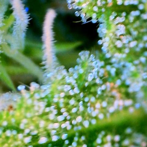 Jan-Sascha Schmidt growlog timeline photo