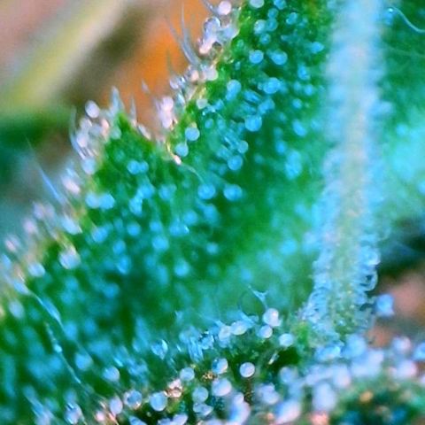 Jan-Sascha Schmidt growlog timeline photo