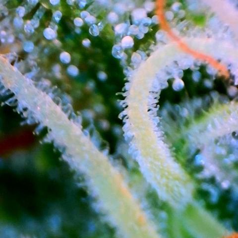 Jan-Sascha Schmidt growlog timeline photo