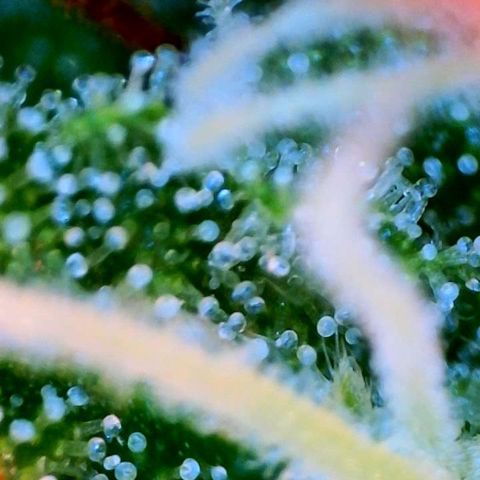 Jan-Sascha Schmidt growlog timeline photo