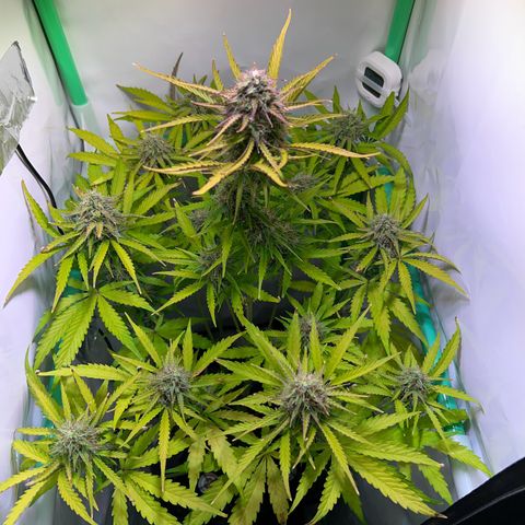 Jan-Sascha Schmidt growlog timeline photo