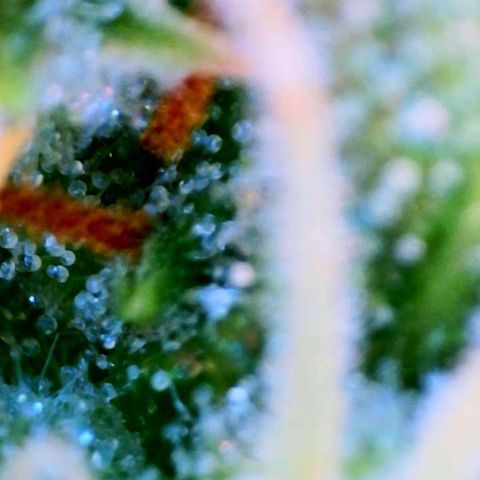 Jan-Sascha Schmidt growlog timeline photo