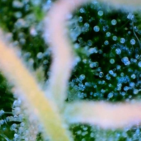 Jan-Sascha Schmidt growlog timeline photo