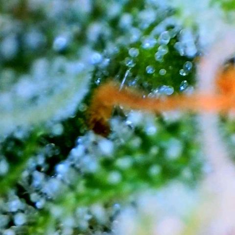 Jan-Sascha Schmidt growlog timeline photo