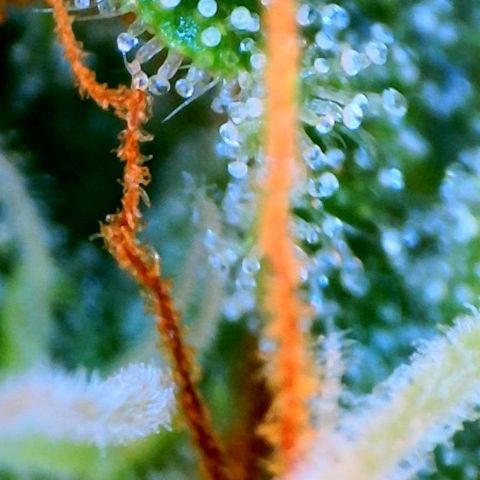Jan-Sascha Schmidt growlog timeline photo