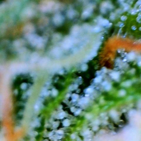 Jan-Sascha Schmidt growlog timeline photo