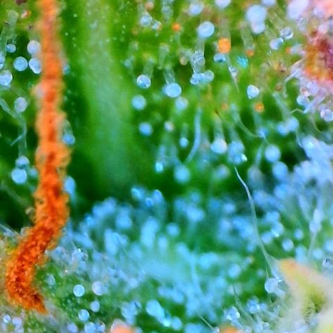 Jan-Sascha Schmidt growlog timeline photo