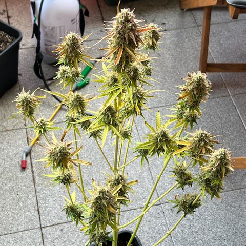 Jan-Sascha Schmidt growlog timeline photo