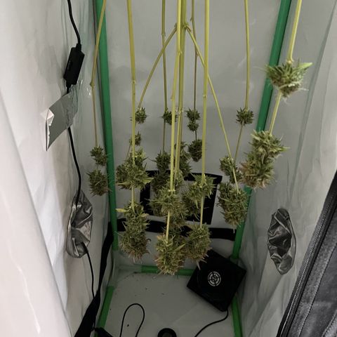 Jan-Sascha Schmidt growlog timeline photo