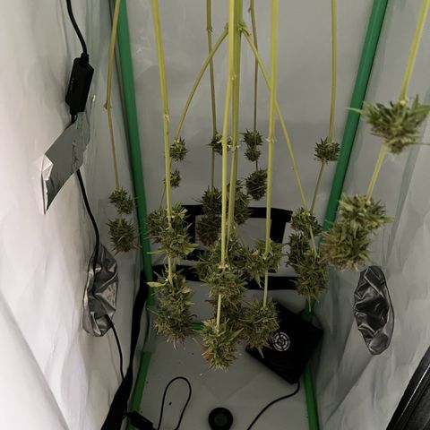 Jan-Sascha Schmidt growlog timeline photo