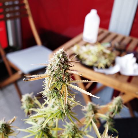 Jan-Sascha Schmidt growlog timeline photo