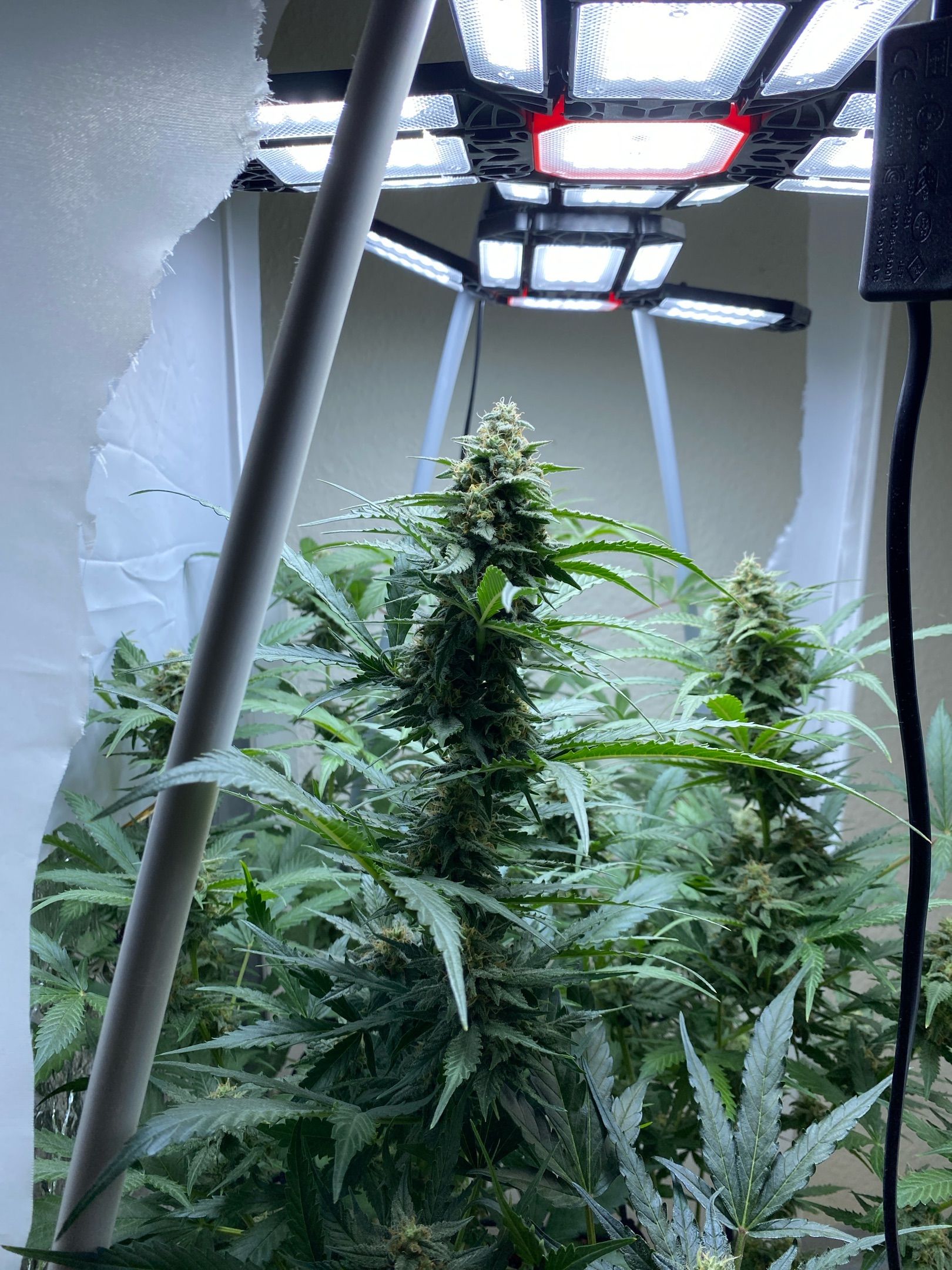 Critical Mass (Advanced Seeds) growlog header