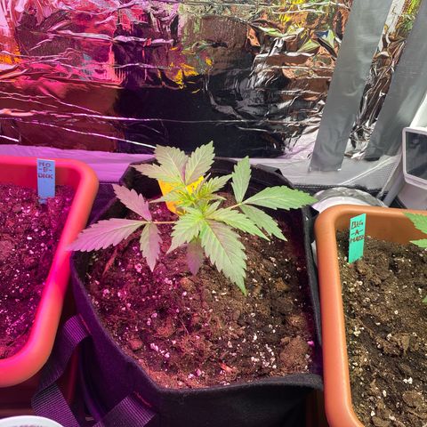 Critical Mass (Advanced Seeds)  growlog timeline photo