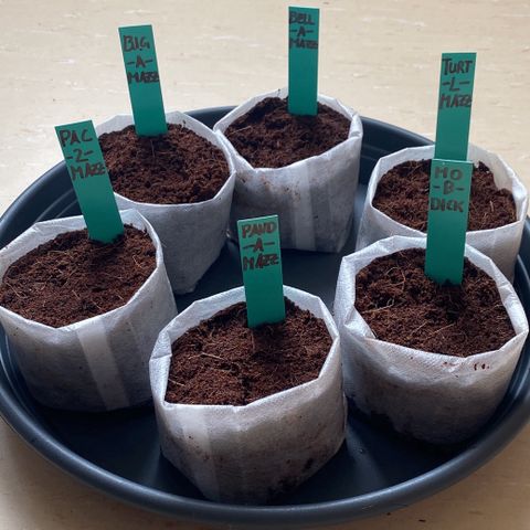 Critical Mass (Advanced Seeds)  growlog photo