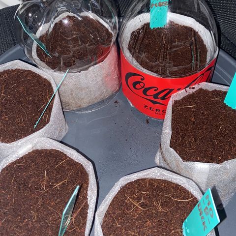 Critical Mass (Advanced Seeds)  growlog photo