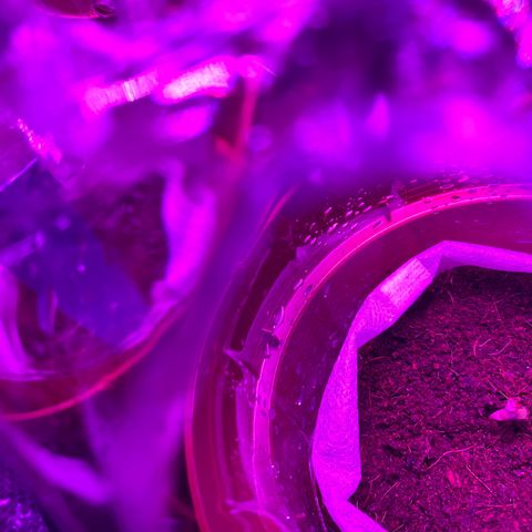 Critical Mass (Advanced Seeds)  growlog photo: 11 pm B.I.G & Panda 10/04/24 Bella & PAC & MO-B / RIP Turtle Sr.  