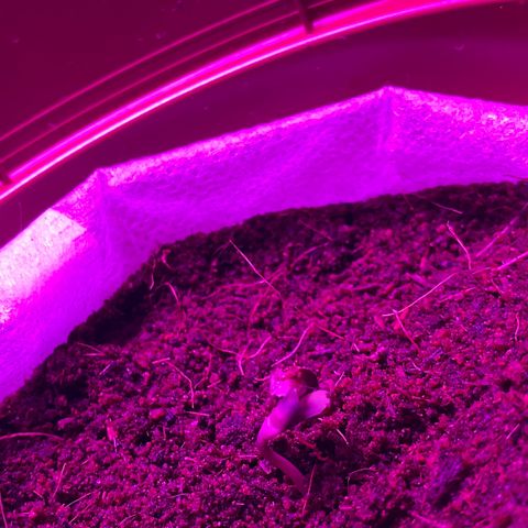 Critical Mass (Advanced Seeds)  growlog photo: 11 pm B.I.G & Panda 10/04/24 Bella & PAC & MO-B / RIP Turtle Sr.  