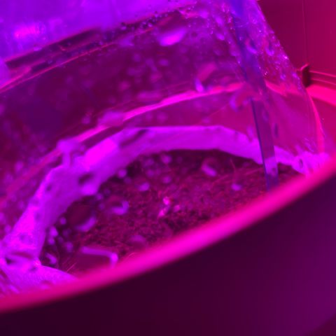 Critical Mass (Advanced Seeds)  growlog photo: 11 pm B.I.G & Panda 10/04/24 Bella & PAC & MO-B / RIP Turtle Sr.  