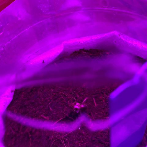 Critical Mass (Advanced Seeds)  growlog photo: 11 pm B.I.G & Panda 10/04/24 Bella & PAC & MO-B / RIP Turtle Sr.  