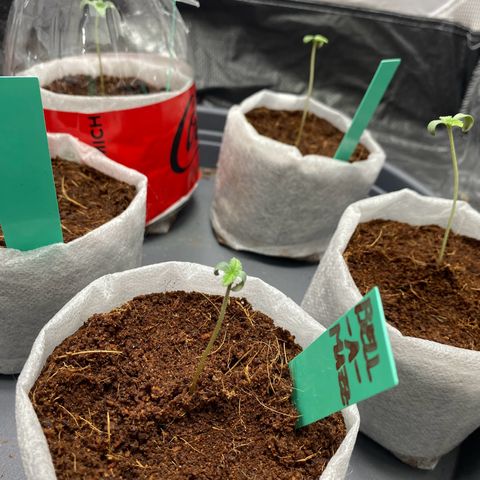 Critical Mass (Advanced Seeds)  growlog photo: 8pm  switch from 75w to 185w distance +60cm