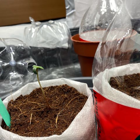 Critical Mass (Advanced Seeds)  growlog photo: 8pm  switch from 75w to 185w distance +60cm