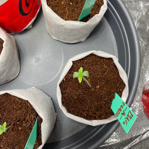 Critical Mass (Advanced Seeds)  growlog photo: 8pm  switch from 75w to 185w distance +60cm