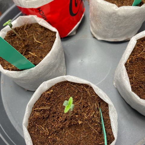 Critical Mass (Advanced Seeds)  growlog photo: 8pm  switch from 75w to 185w distance +60cm