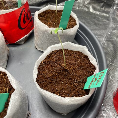 Critical Mass (Advanced Seeds)  growlog photo: 8pm  switch from 75w to 185w distance +60cm