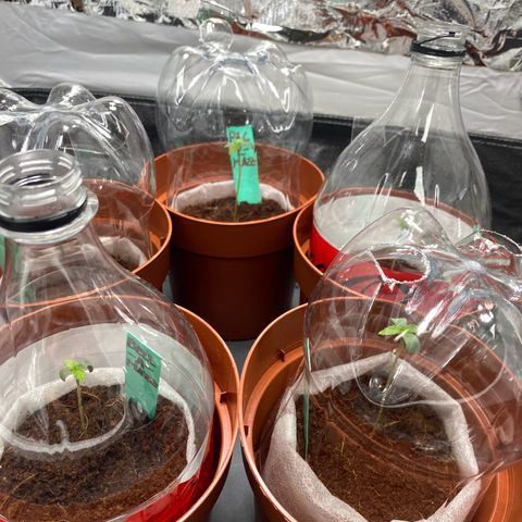 Critical Mass (Advanced Seeds)  growlog timeline photo