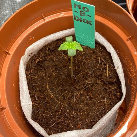 Critical Mass (Advanced Seeds)  growlog timeline photo