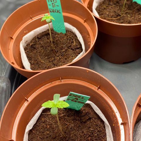 Critical Mass (Advanced Seeds)  growlog timeline photo