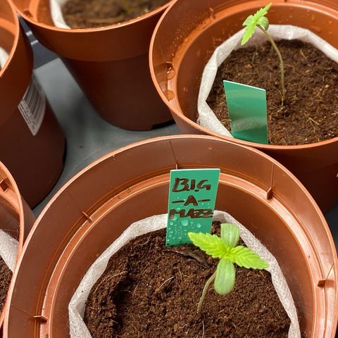 Critical Mass (Advanced Seeds)  growlog timeline photo