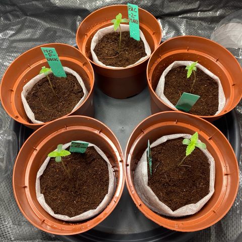 Critical Mass (Advanced Seeds)  growlog timeline photo