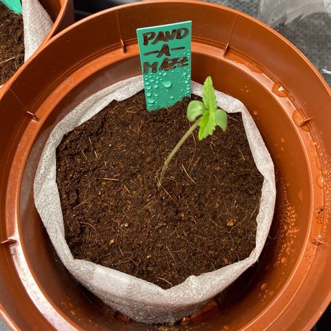 Critical Mass (Advanced Seeds)  growlog timeline photo