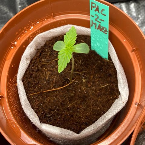 Critical Mass (Advanced Seeds)  growlog timeline photo