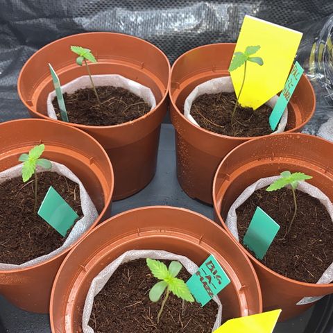 Critical Mass (Advanced Seeds)  growlog timeline photo