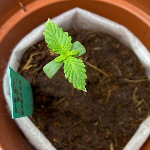 Critical Mass (Advanced Seeds)  growlog photo: Concerned/ start of Repotting with PAC - kept every plant in there thin fabric “pot” to soften stunt since new medium is Growmix by plagron ( started in CoCo)  + distance now +40cm 185w 