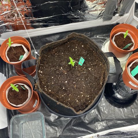 Critical Mass (Advanced Seeds)  growlog photo: Concerned/ start of Repotting with PAC - kept every plant in there thin fabric “pot” to soften stunt since new medium is Growmix by plagron ( started in CoCo)  + distance now +40cm 185w 