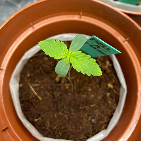 Critical Mass (Advanced Seeds)  growlog photo: Concerned/ start of Repotting with PAC - kept every plant in there thin fabric “pot” to soften stunt since new medium is Growmix by plagron ( started in CoCo)  + distance now +40cm 185w 