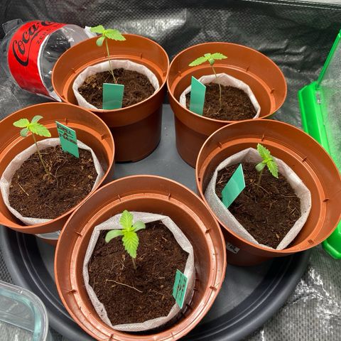 Critical Mass (Advanced Seeds)  growlog photo: Concerned/ start of Repotting with PAC - kept every plant in there thin fabric “pot” to soften stunt since new medium is Growmix by plagron ( started in CoCo)  + distance now +40cm 185w 