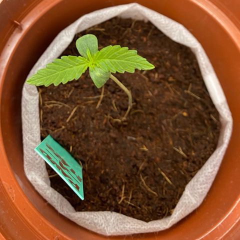 Critical Mass (Advanced Seeds)  growlog photo: Concerned/ start of Repotting with PAC - kept every plant in there thin fabric “pot” to soften stunt since new medium is Growmix by plagron ( started in CoCo)  + distance now +40cm 185w 