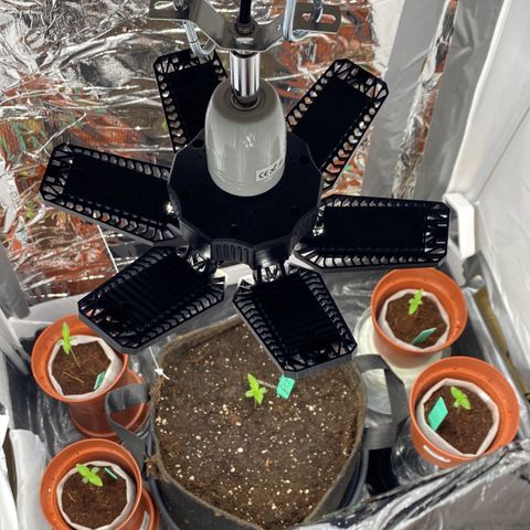 Critical Mass (Advanced Seeds)  growlog photo: Concerned/ start of Repotting with PAC - kept every plant in there thin fabric “pot” to soften stunt since new medium is Growmix by plagron ( started in CoCo)  + distance now +40cm 185w 