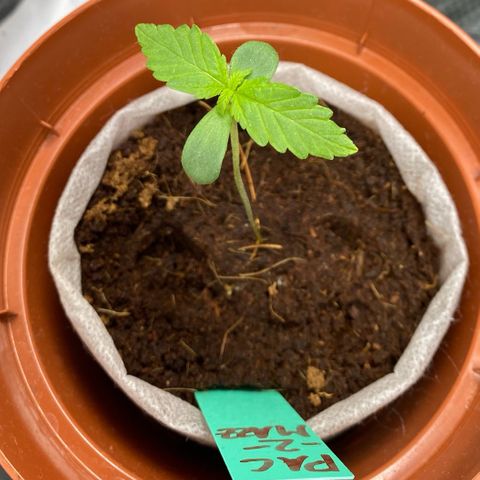 Critical Mass (Advanced Seeds)  growlog photo: Concerned/ start of Repotting with PAC - kept every plant in there thin fabric “pot” to soften stunt since new medium is Growmix by plagron ( started in CoCo)  + distance now +40cm 185w 