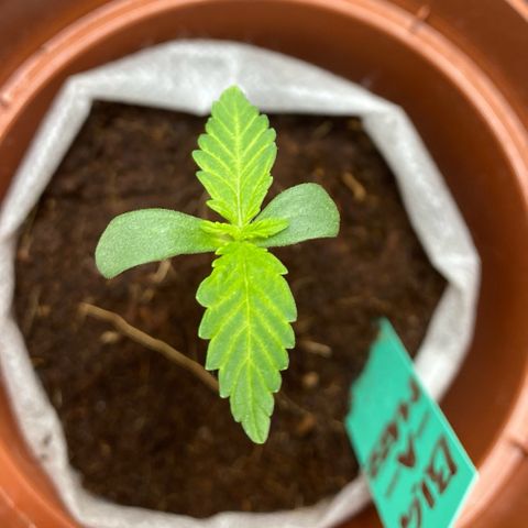 Critical Mass (Advanced Seeds)  growlog photo: Concerned/ start of Repotting with PAC - kept every plant in there thin fabric “pot” to soften stunt since new medium is Growmix by plagron ( started in CoCo)  + distance now +40cm 185w 