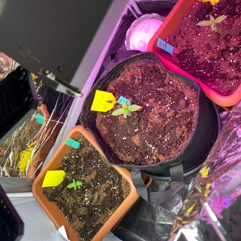 Critical Mass (Advanced Seeds)  growlog photo: Added the 75w (“burple” LED) to the setup but ran into some problems with the system for + 3 days 