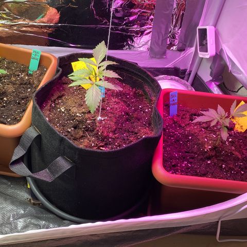 Critical Mass (Advanced Seeds)  growlog photo: Figured some fixes in the setup are needed. Addressed issues in next couple of days. Also final split up of the gang. Bella and Panda are in there new and final home with there other Owner. RIP Turtle Senior but his successor Little Turtle is driving in her new home. 
